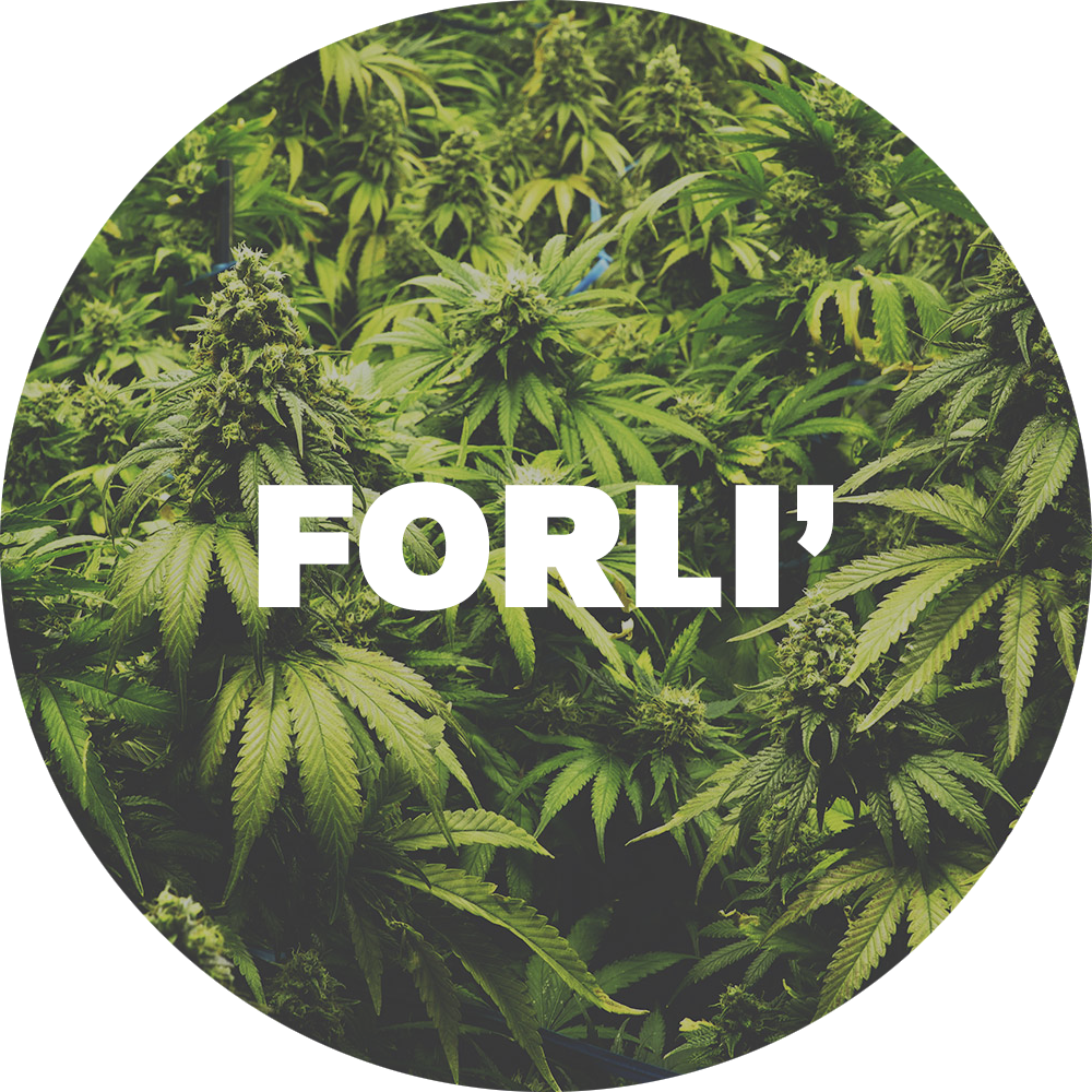 CbWeed arriva a Forlì