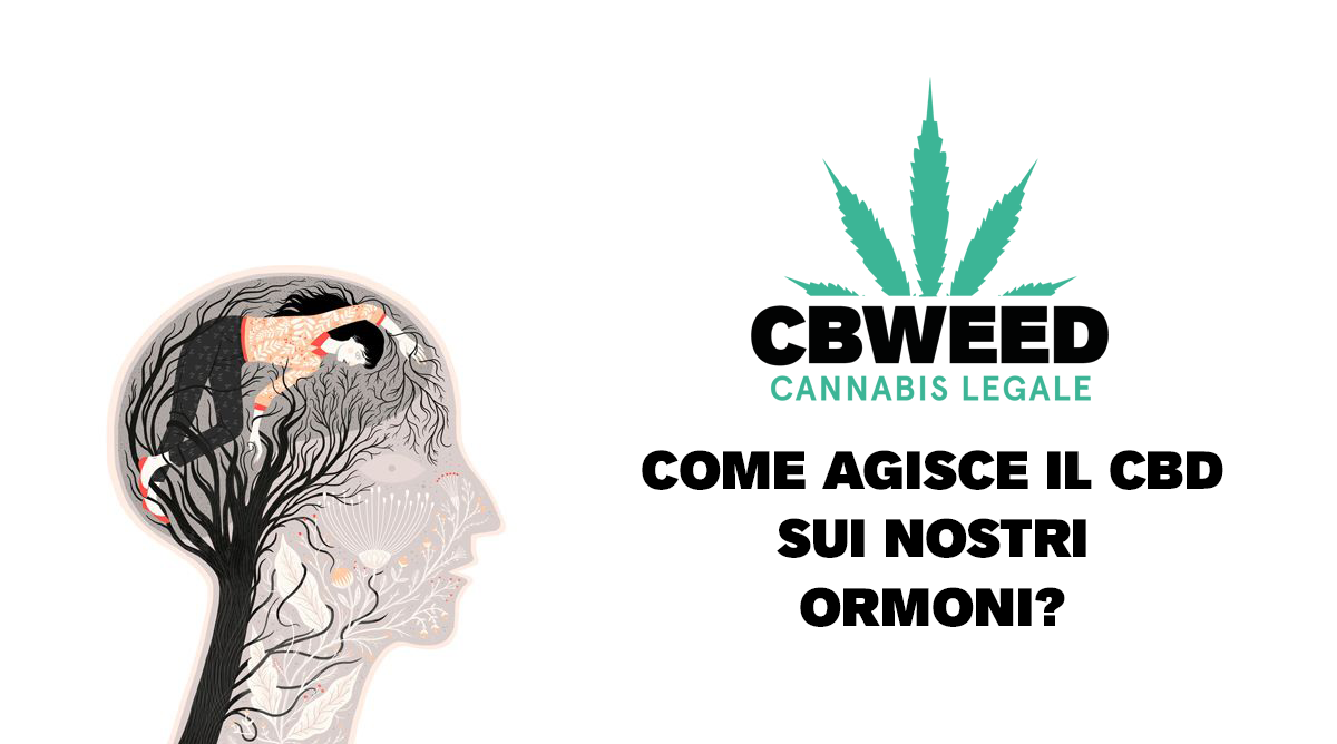 Come agisce il CBD sui nostri ormoni? Scoprilo leggendo
