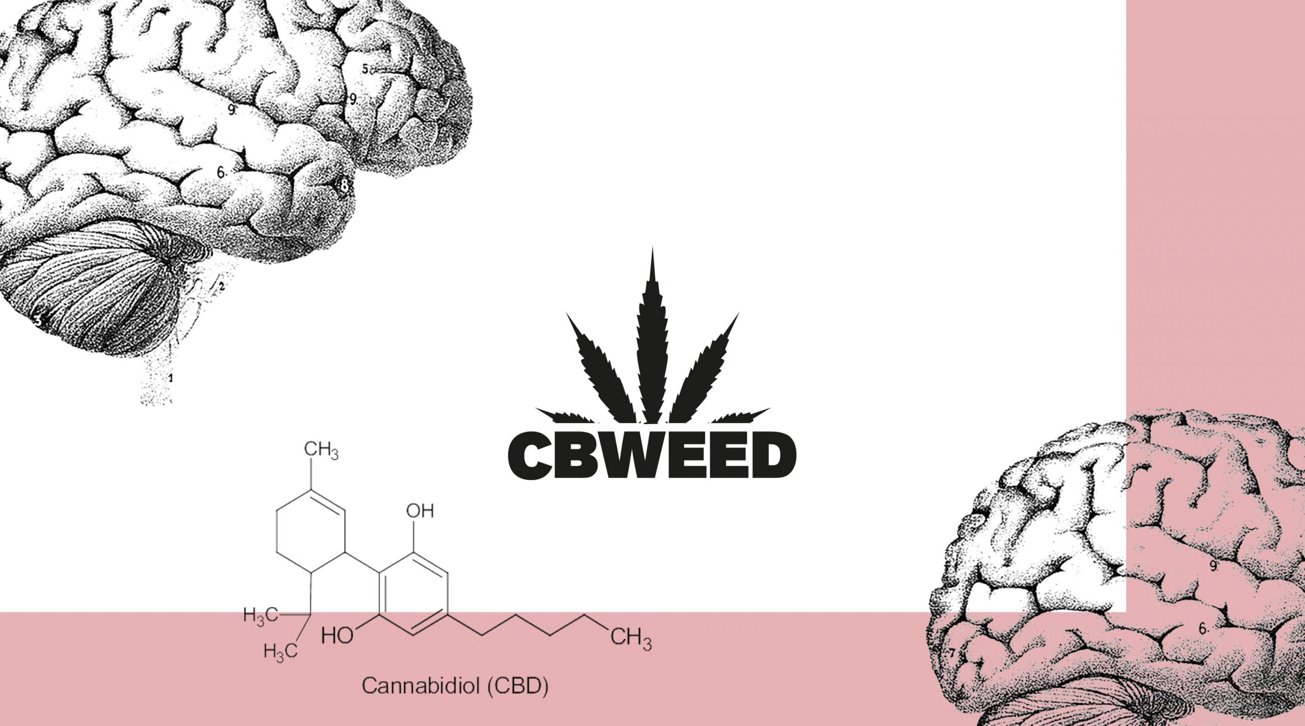 CHE COS'E' IL CBD?