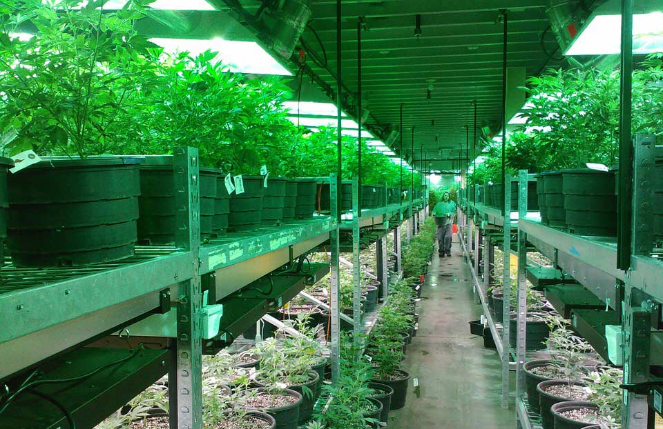 Coltivare Cannabis Light Italia Come Legalmente