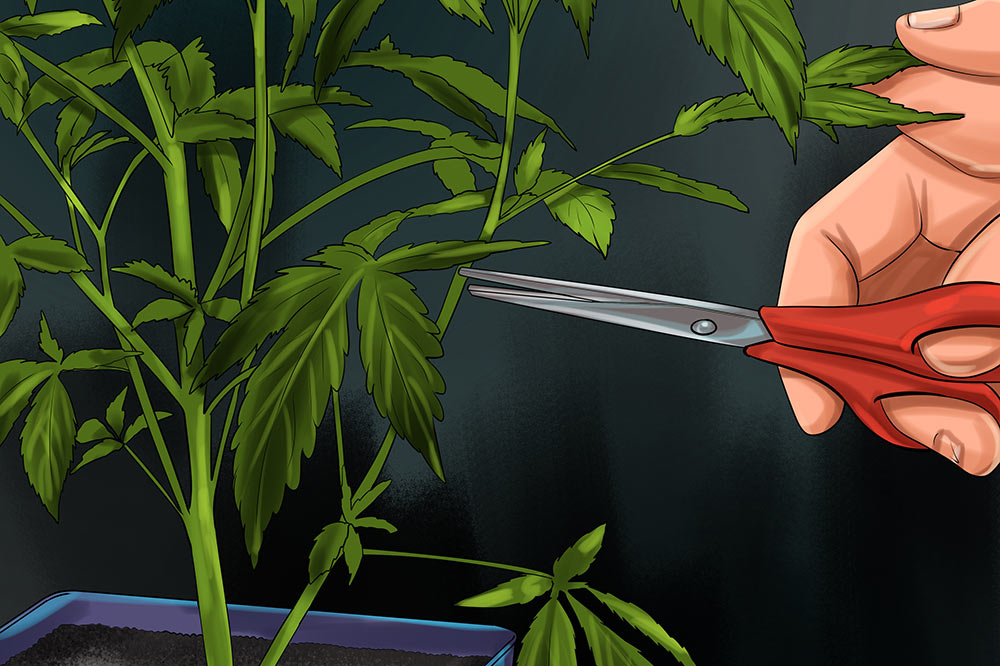 Come Coltivare Cannabis Light Come Perche Potare