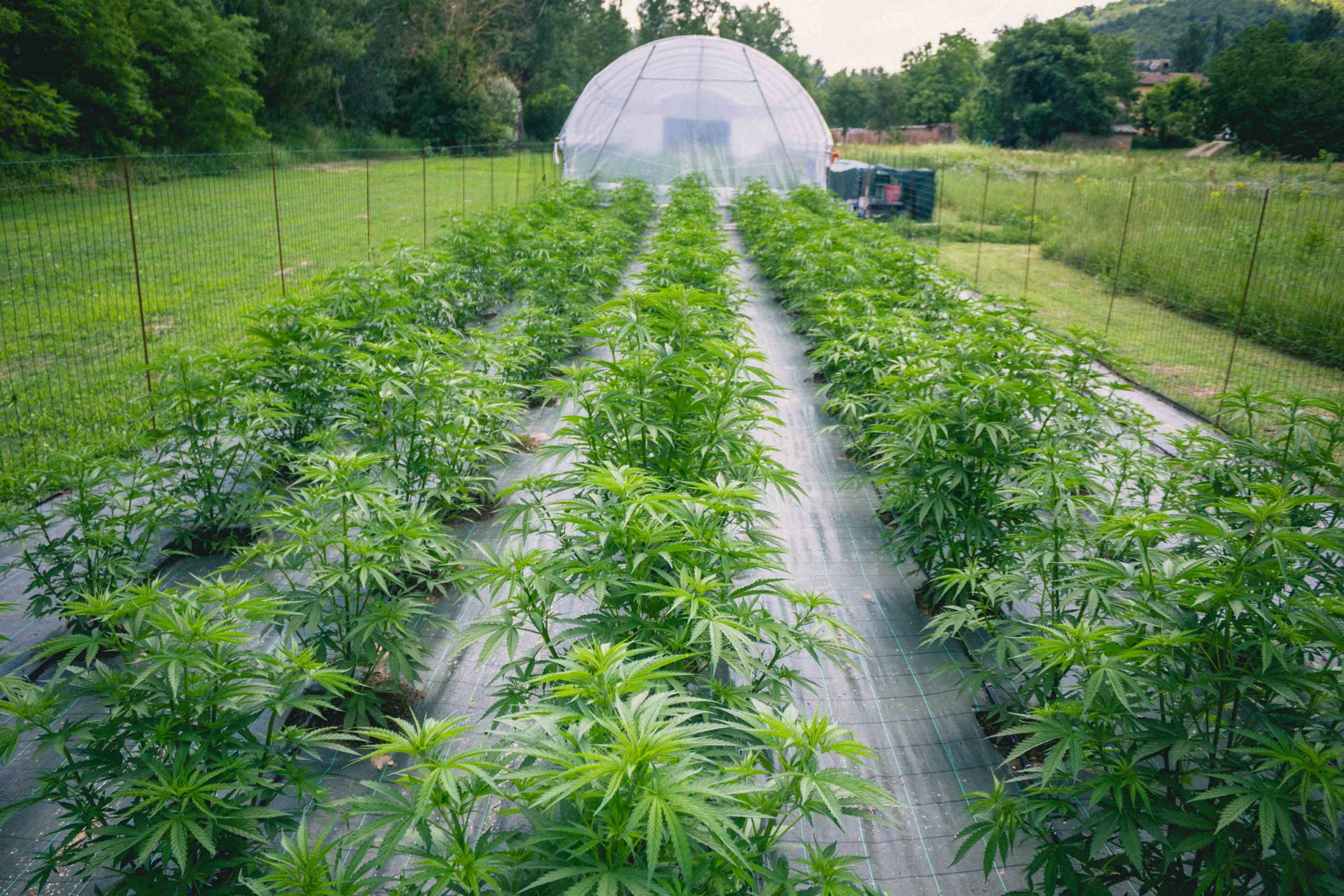 Cannabis Light Autofiorente Come Coltivarla