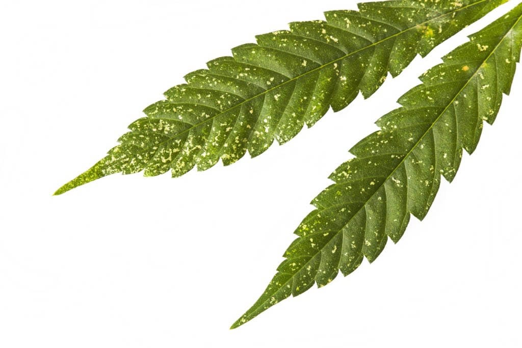 Parassiti Prevenire Infestazioni Coltivazioni Cannabis Light