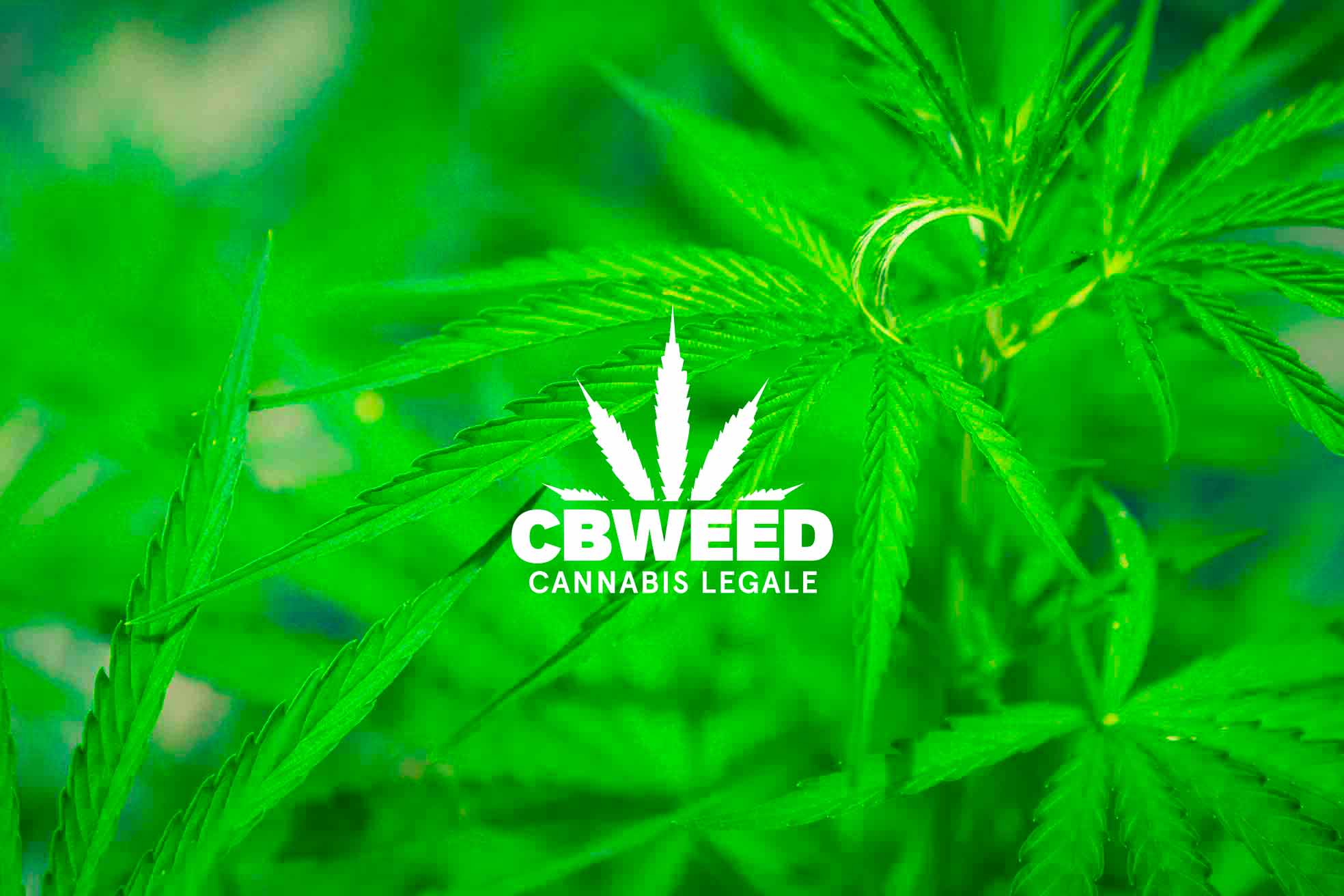 Cannabis CBD Fibromialgia Novita