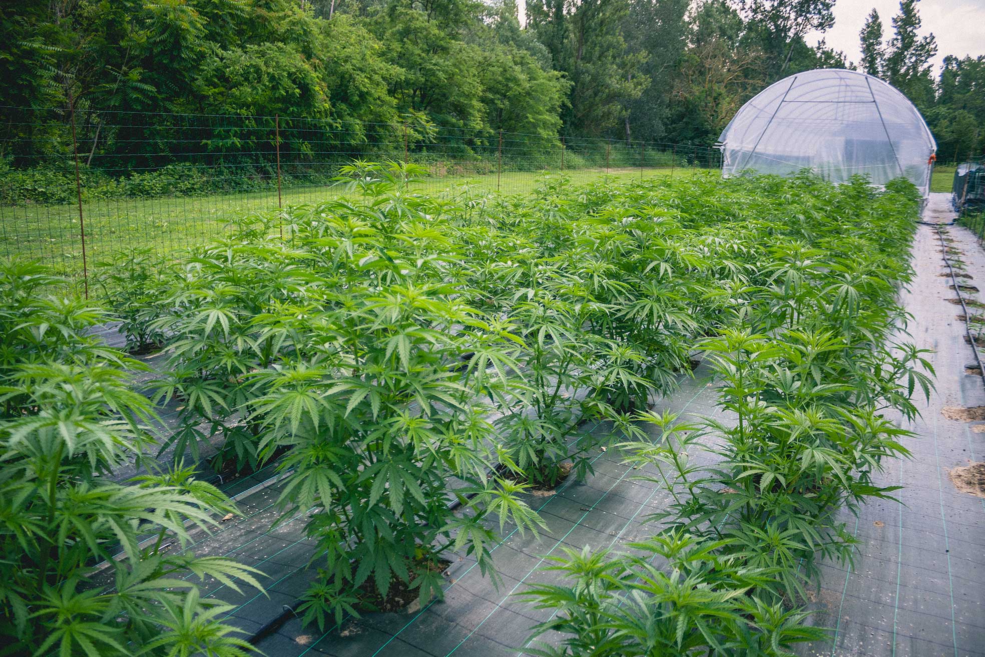 Cannabis Terapeutica Benefici Filiera Italiana