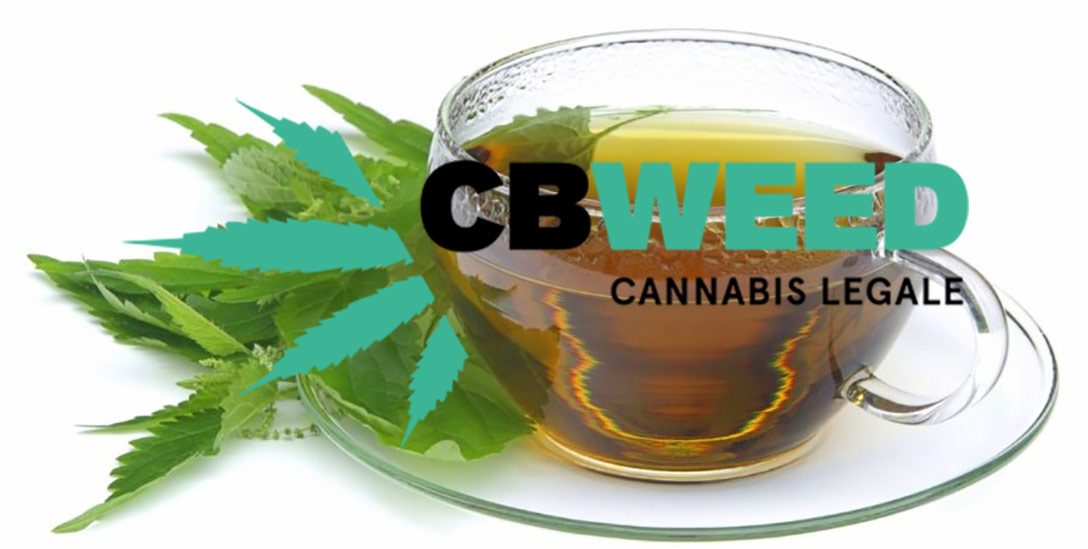 Te Cannabis Light Come Farlo Casa Conservando Effetti CBD