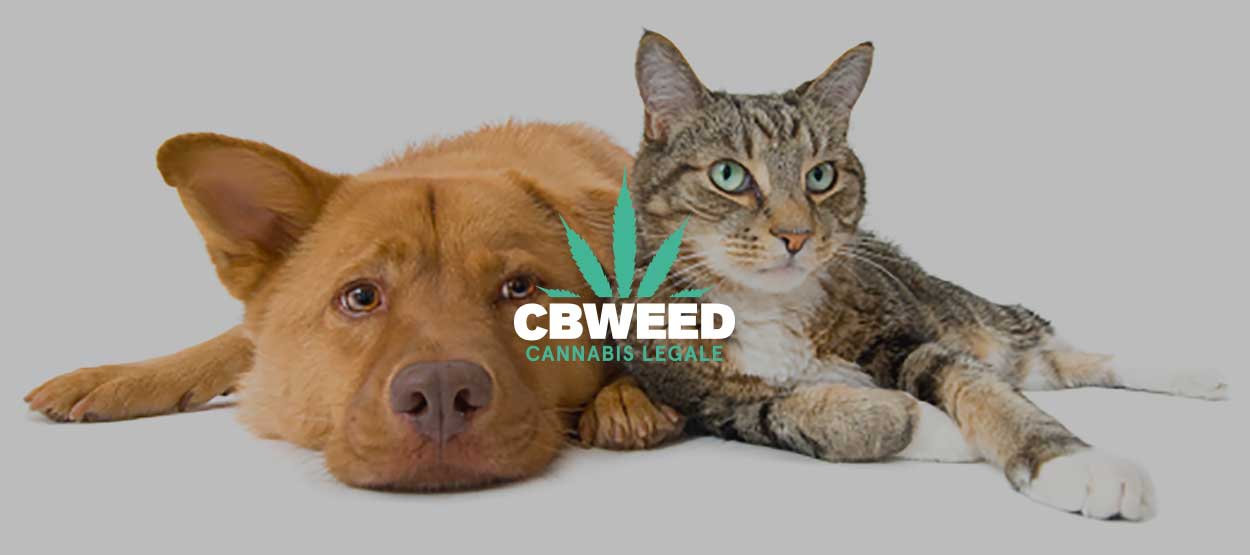 Cbd Cura Cani Gatti Nuova Frontiera Cannabis Terapeutica