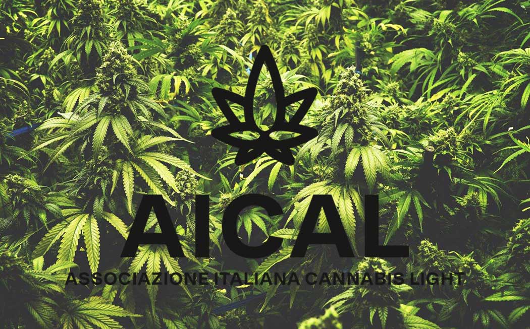 Nasce Associazione Italiana Cannabis Light Proteggere Settore