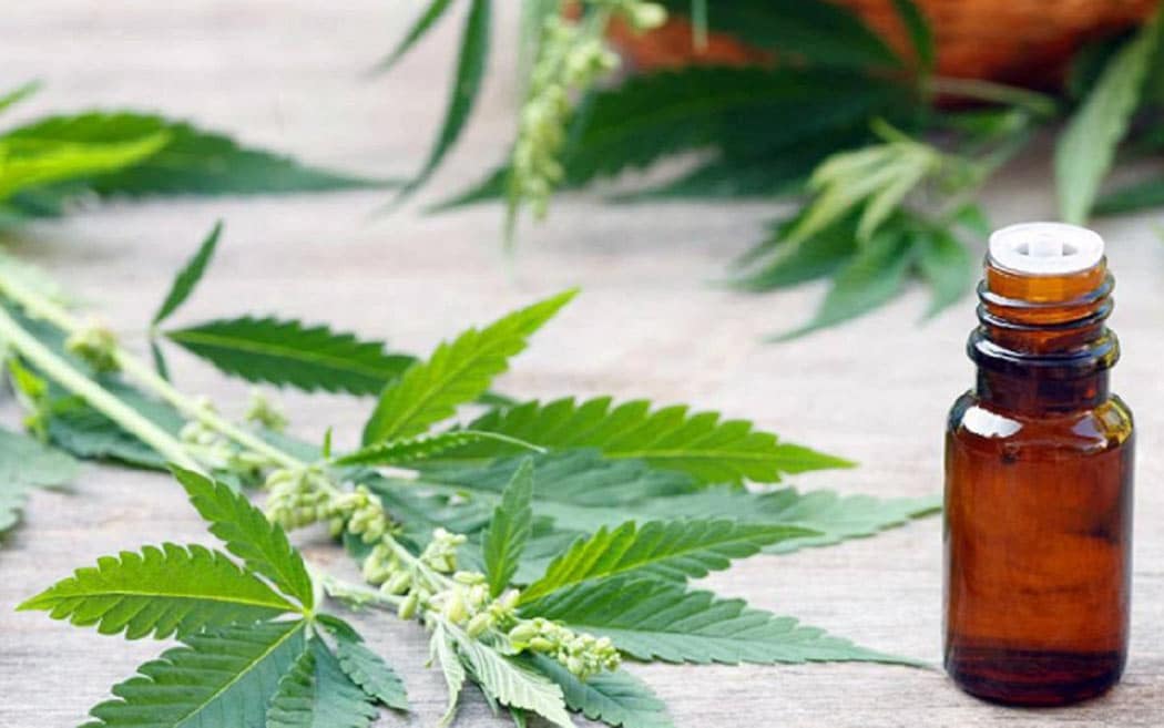 Cannabis Terapeutica Cbd Trattamento Anoressia