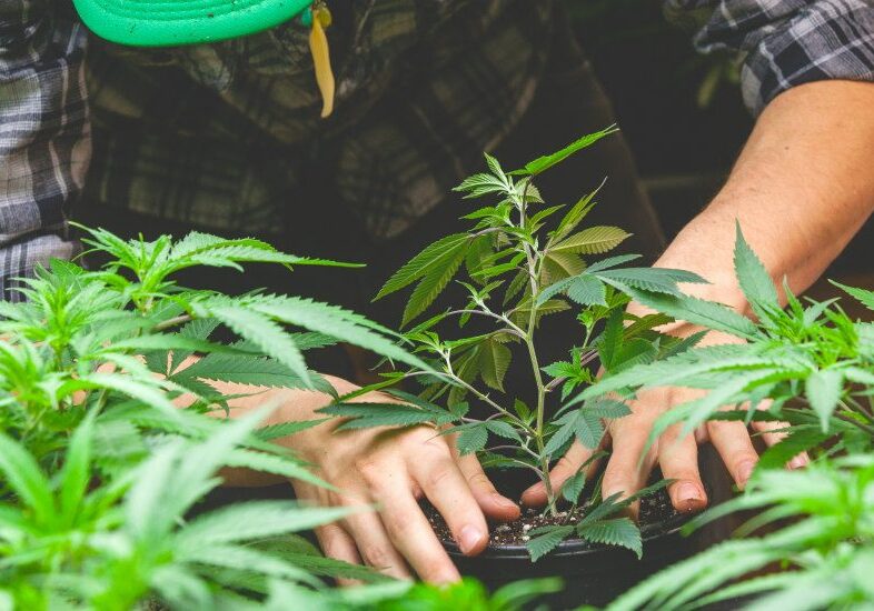 Quando seminare la canapa, fase chiave per coltivare cannabis light