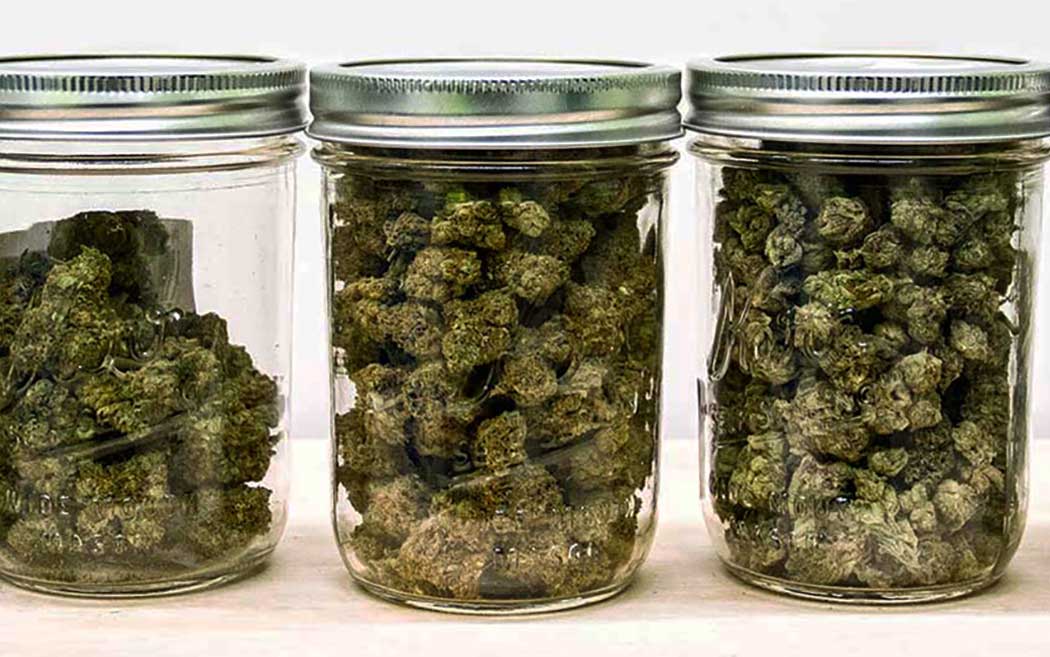 Come Conservare Infiorescenze Cannabis Light