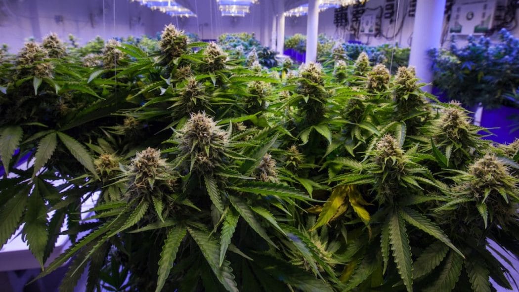 Colombia Approva Consumo Pubblico Marijuana Terapeutica