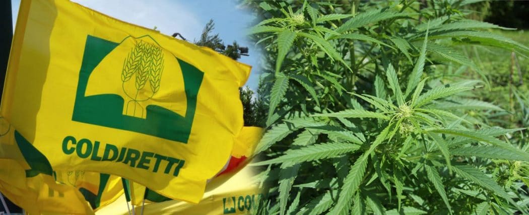 Coldiretti sul freno della Cassazione al business della Cannabis Light