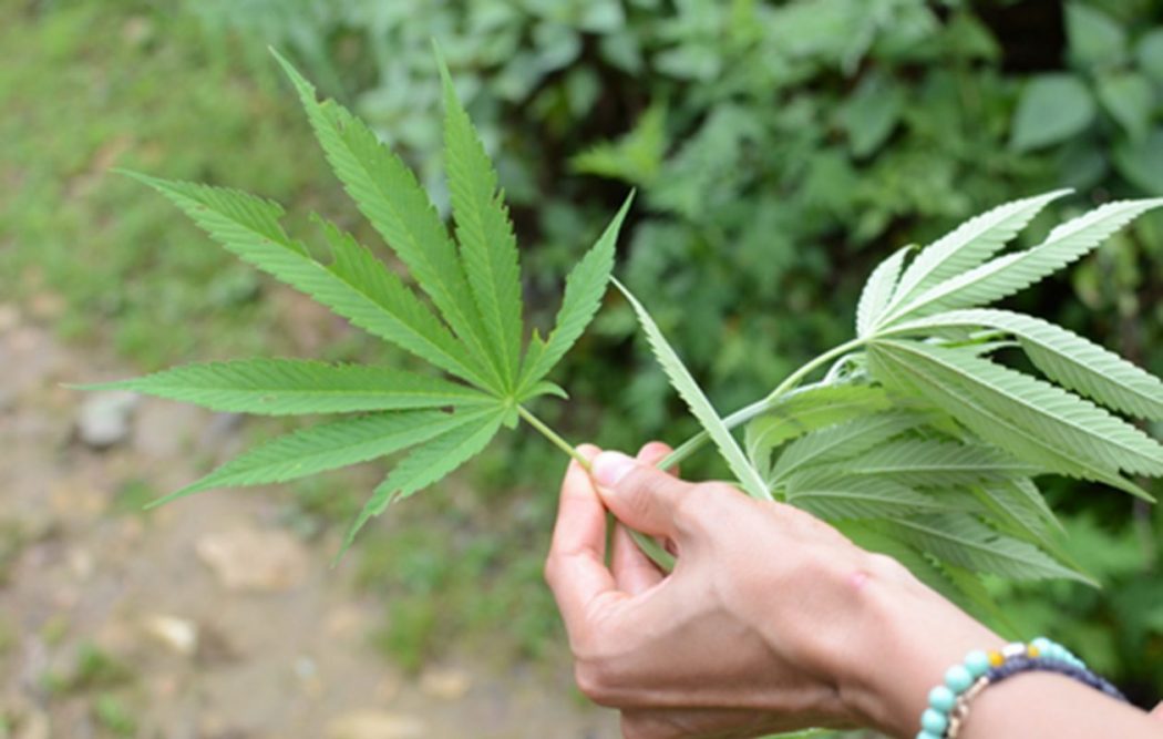 Cannabis Light politica operatori settore uniti sua difesa