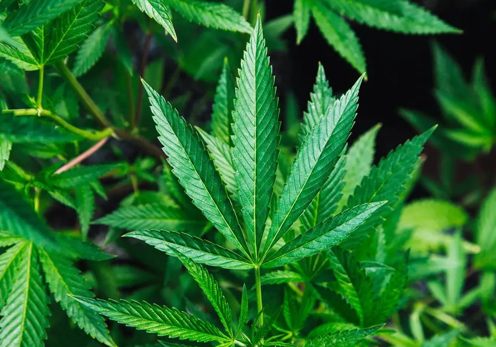 Si alla Cannabis Light: Tribunale di Genova dà ragione ai commercianti