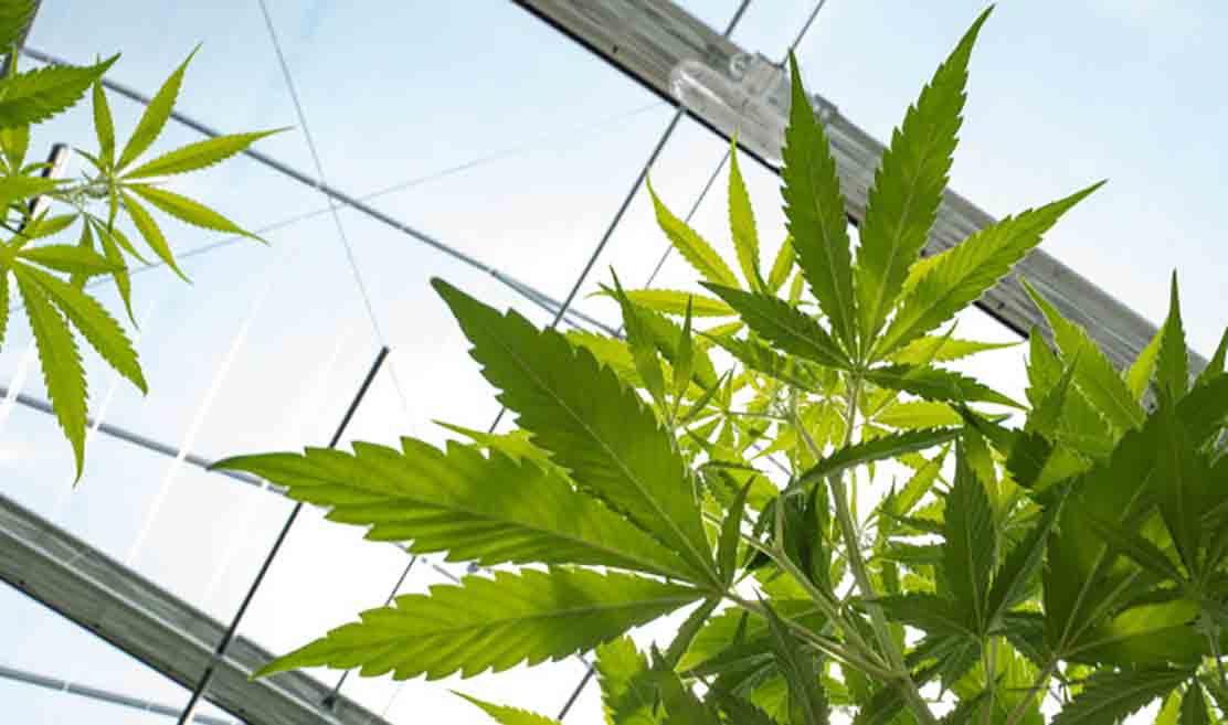 Rigenerazione Ambientale Futuro Ecosostenibile Canapa