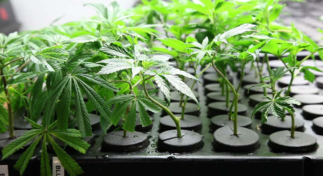 Agricoltura-Aeroponica-Coltivazione-Cannabis-Pro-Contro