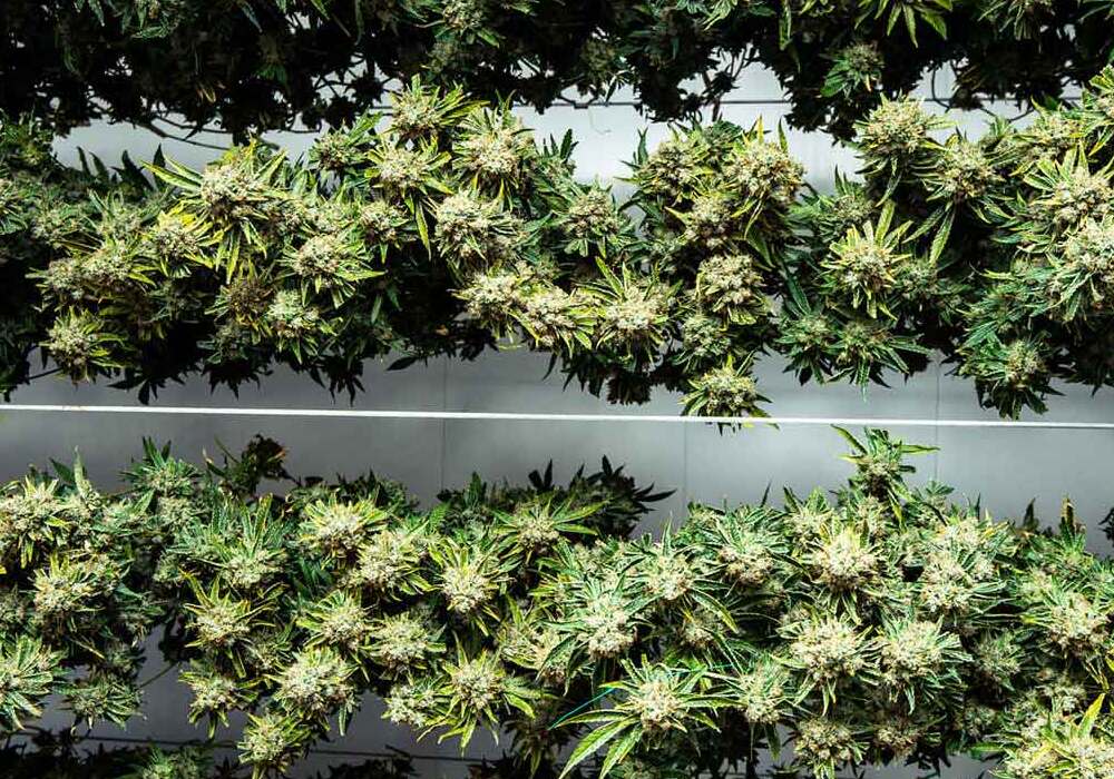 Guida a come essiccare e conciare le infiorescenze di cannabis legale