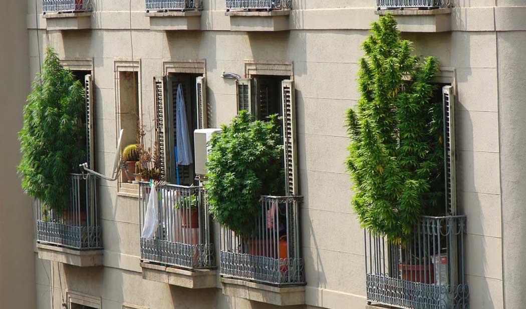 Come Coltivare Cannabis Terrazza Balcone