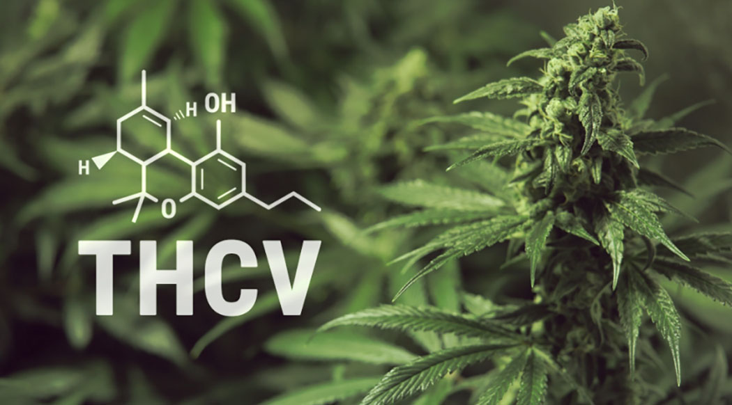 THCV Cosa Cannabinoide Regola Appetito