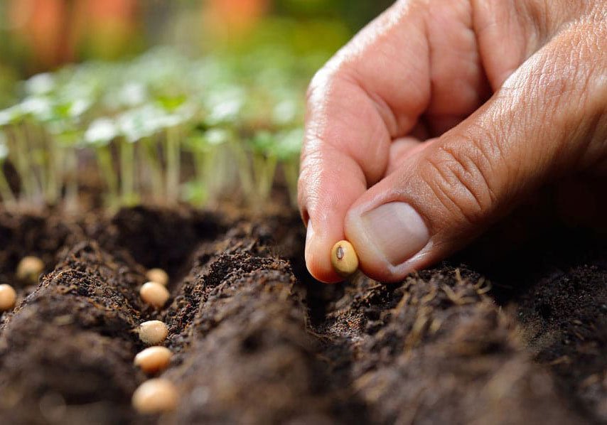 Come facilitare la germinazione dei semi di cannabis
