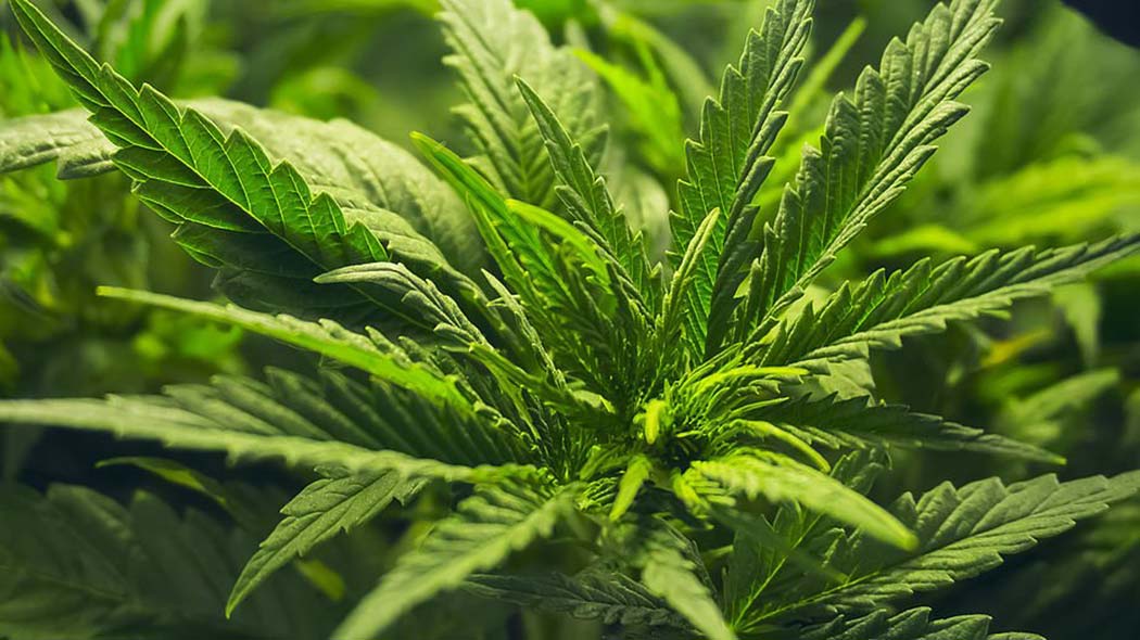 Come Ottenere Cime Grandi Compatte Piante Cannabis