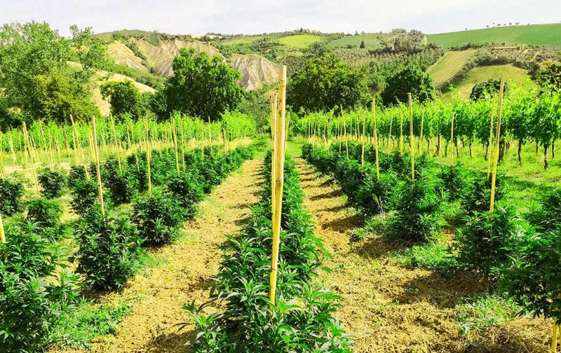 Come Conservare Semi Cannabis