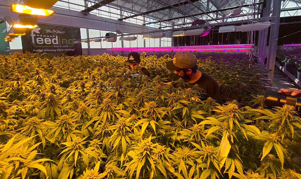 Come Scegliere Semi Cannabis Light Qualita Tipologia Aspetto