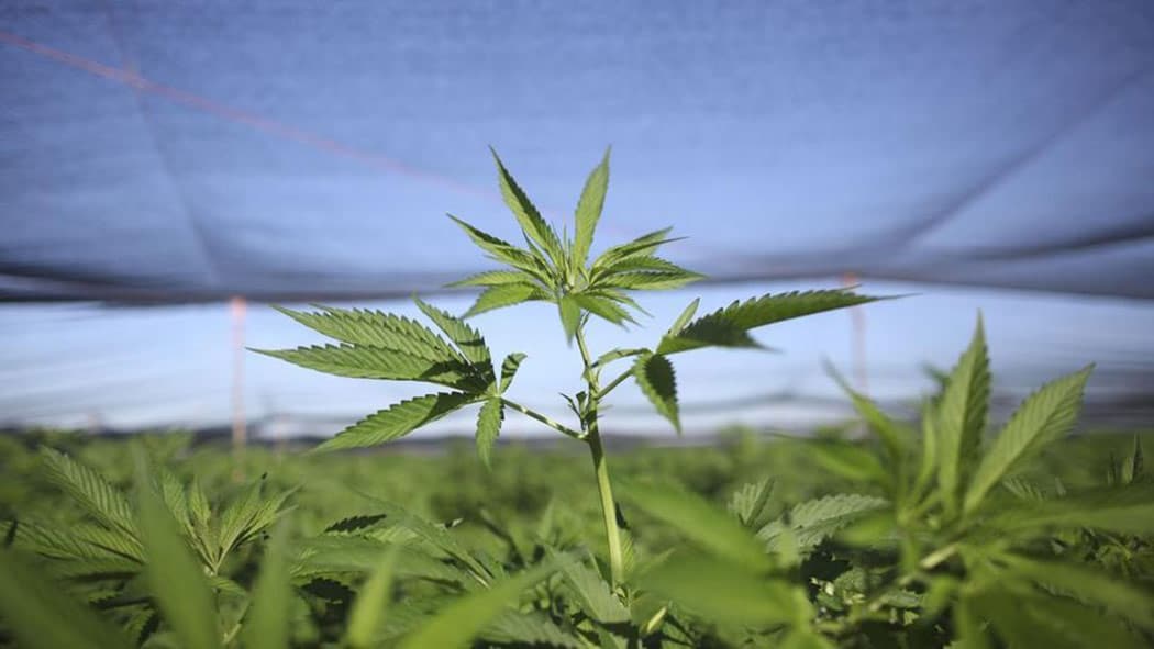 Cosa-Cannabimovone-Cannabinoide-Canapa-Carmagnola