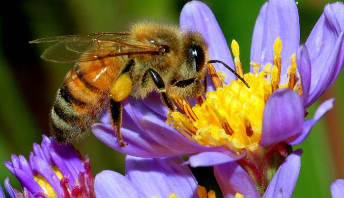 Cosa Miele Cannabis Ricetta Farlo Casa