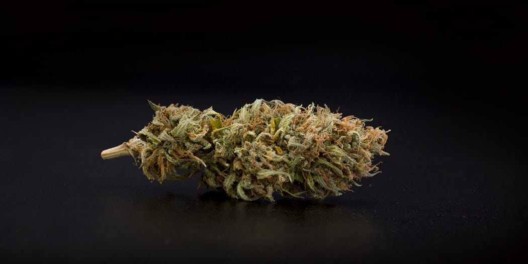 Guida-Genetica-Orange-Bud-Infiorescenza-Cannabis-Ricca-CBD