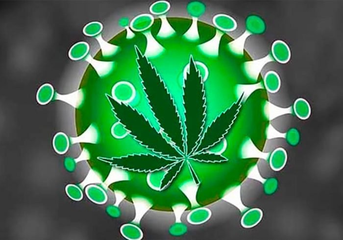 Cannabis e Coronavirus: bufale, fake news e studi scientifici