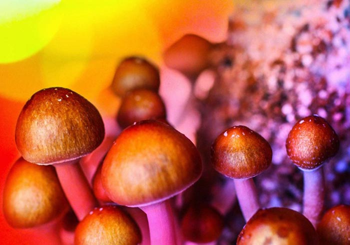 Cannabis Funghi Allucinogeni Connubio Sicuro O Rischioso-low