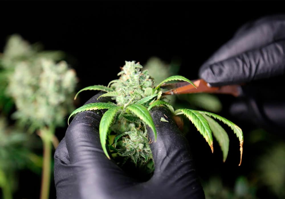 Trimming della Cannabis: cos'è e come farlo a secco o a umido