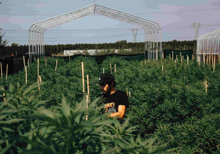 come-curare-radici-cannabis-min