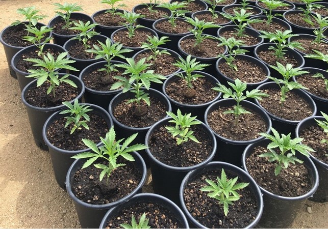 Come scegliere il vaso per le piante di cannabis