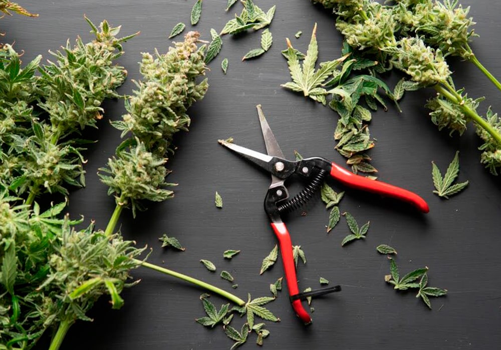 Come usare gli scarti del trimming e della potatura di cannabis