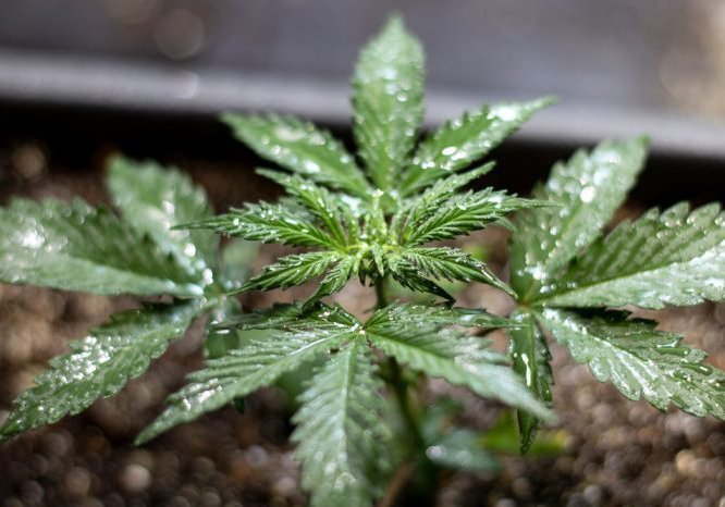 Come lavare le cime di cannabis per ottenere marijuana purissima