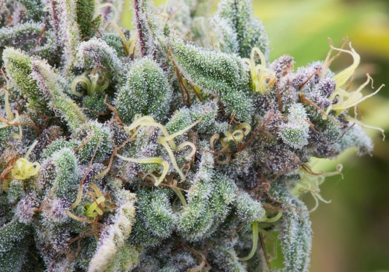 Kush-Afghanistan-mamma-genetiche-cannabis-indica