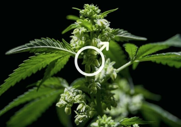 cosa-fare-piante-cannabis-maschio