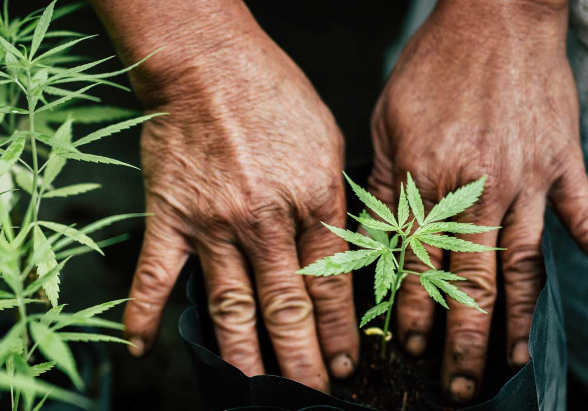 Breeder: cosa significa lavorare nel mondo della Cannabis