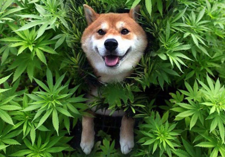 CBD per curare l'epilessia nei cani, studi scientifici ed esperienze