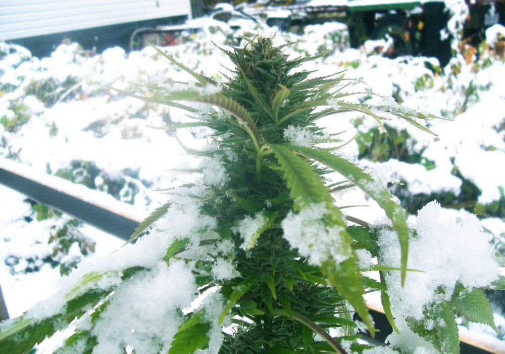 Come coltivare cannabis con un clima freddo: trucchi e consigli