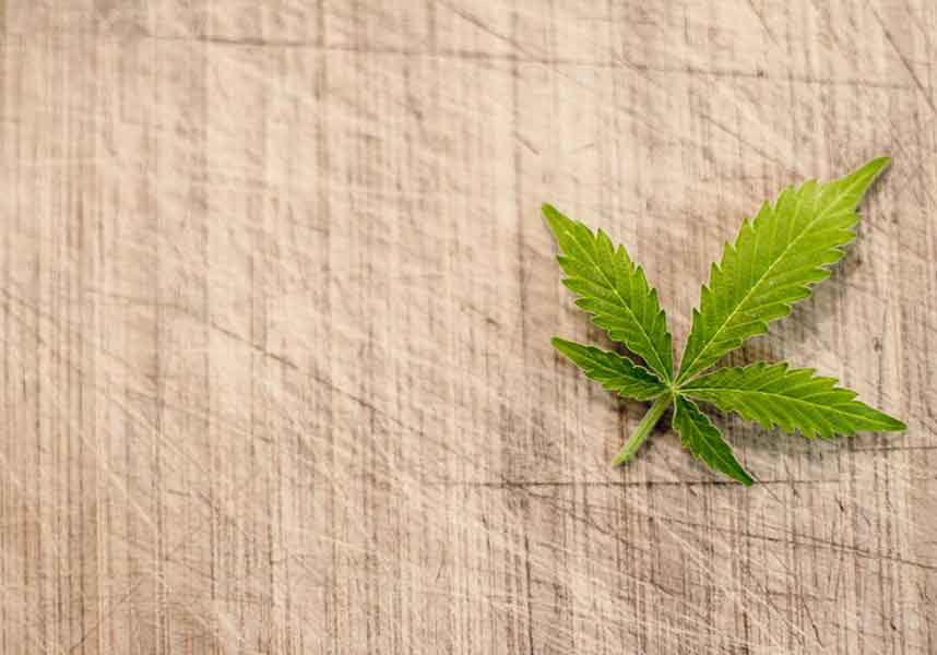 Non solo cannabis: dalla pianta di canapa il tessuto in fibra ecologica
