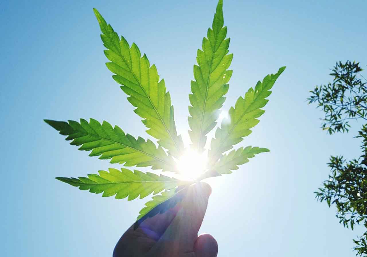 Cannabinoidi: antiossidanti efficaci contro i radicali liberi