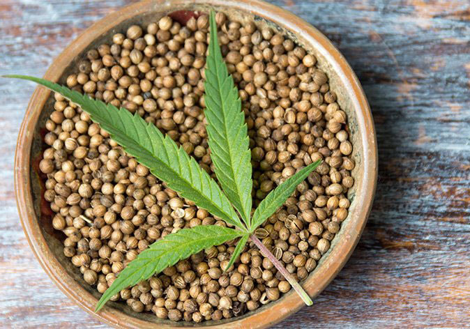 Semi di cannabis: meglio interi o decorticati? Quali scegliere e come usarli