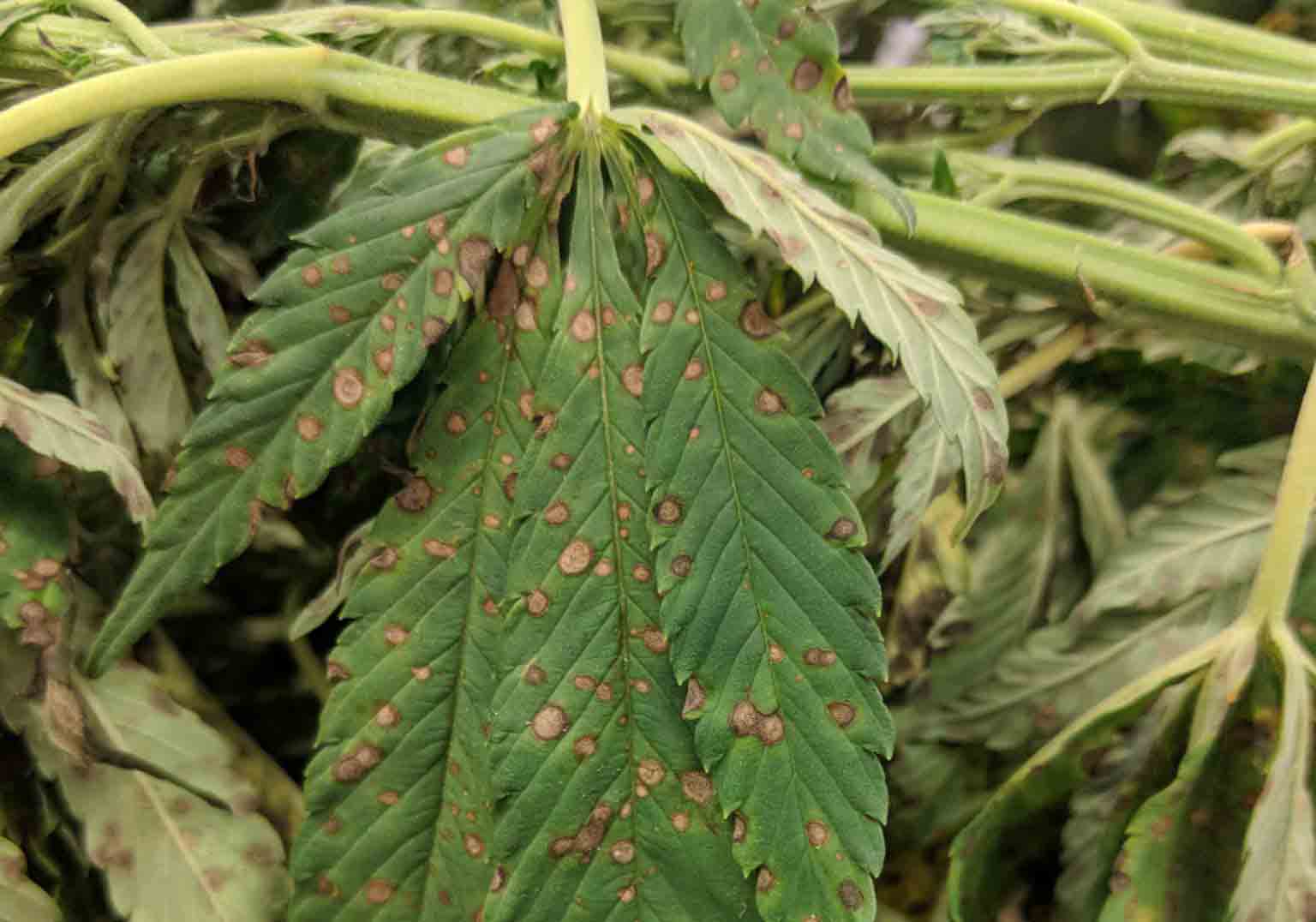 Come prevenire e combattere la peronospora della cannabis