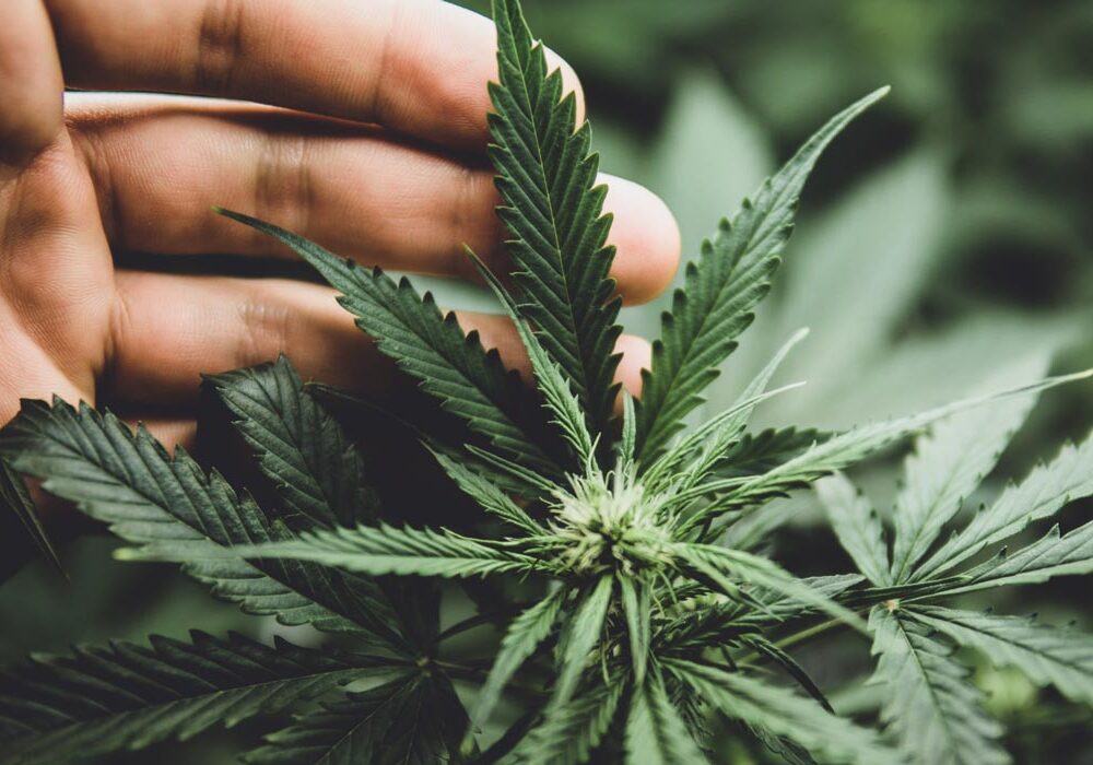 Quando la marijuana non fa effetto: perché a volte la cannabis non "sballa"