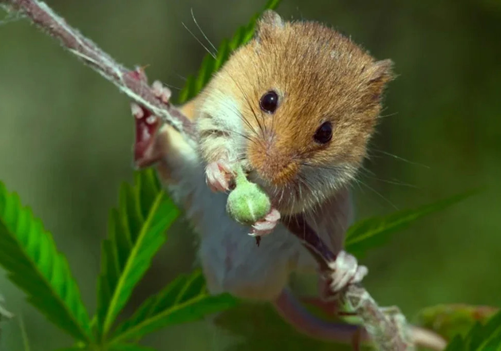 Proteggere le piante di cannabis da roditori, talpe e geomidi