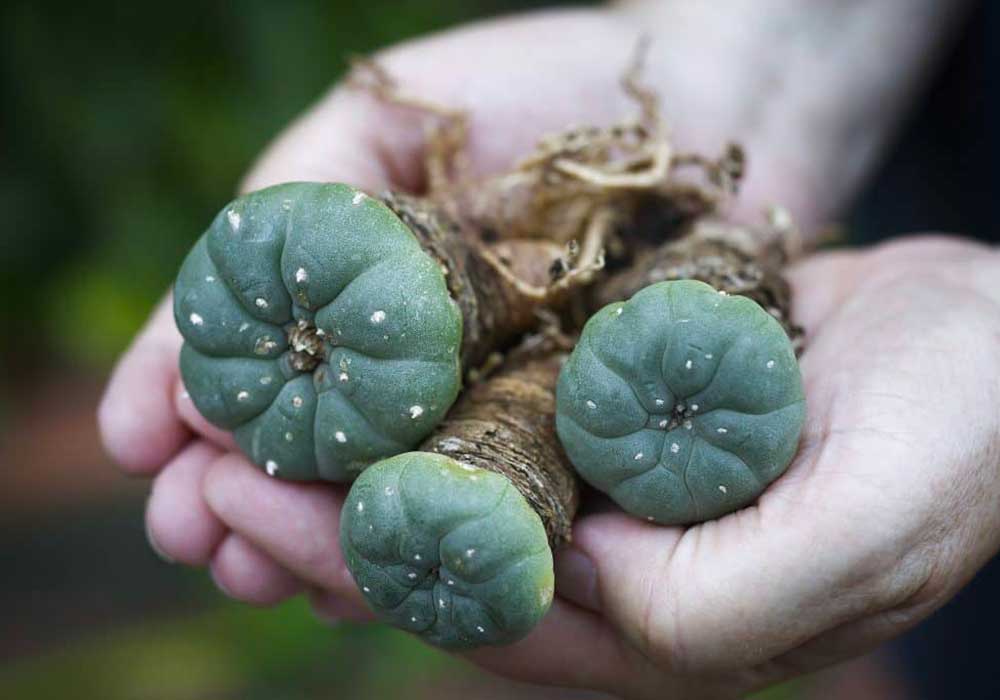 cosa-peyote-effetti-mescalina